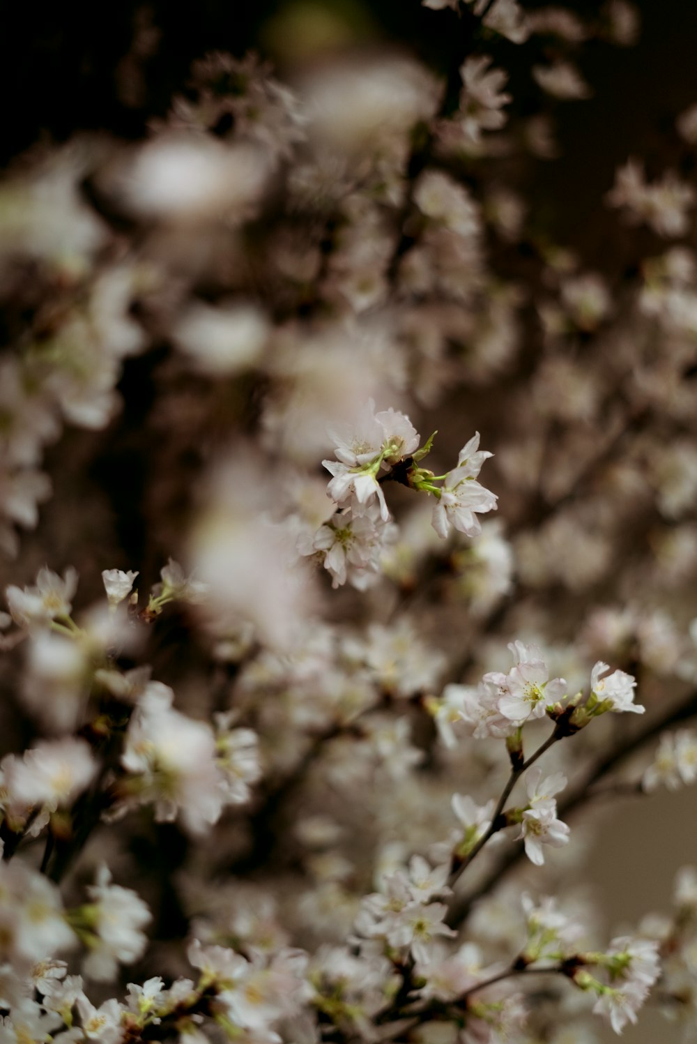 white flowers