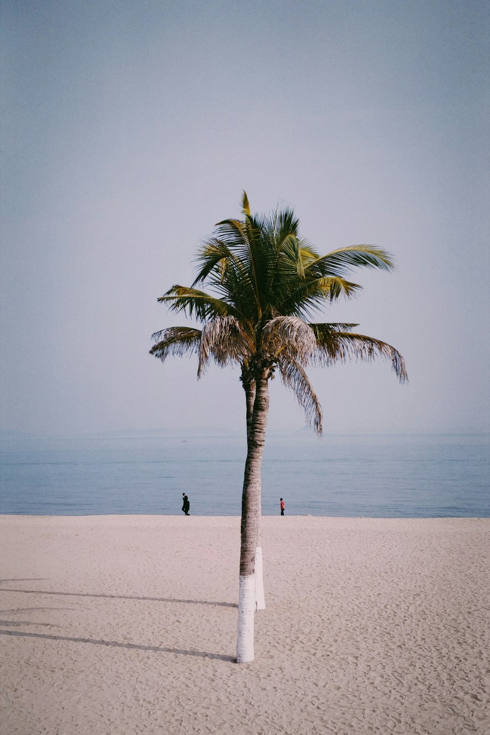 green palm tree on seashore