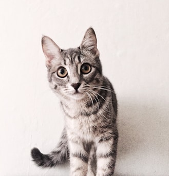 A gray tabby cat with large, expressive eyes stands against a light-colored wall. Its fur is patterned with darker stripes, and its tail is curled. The cat appears alert and curious, gazing directly at the viewer with its ears perked up.