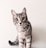 A gray tabby cat with large, expressive eyes stands against a light-colored wall. Its fur is patterned with darker stripes, and its tail is curled. The cat appears alert and curious, gazing directly at the viewer with its ears perked up.