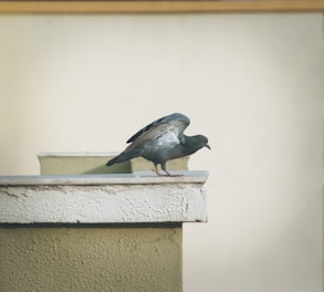 Technician carefully removing pigeon nests from a building ledge.
