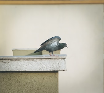 Technician carefully removing pigeon nests from a building ledge.