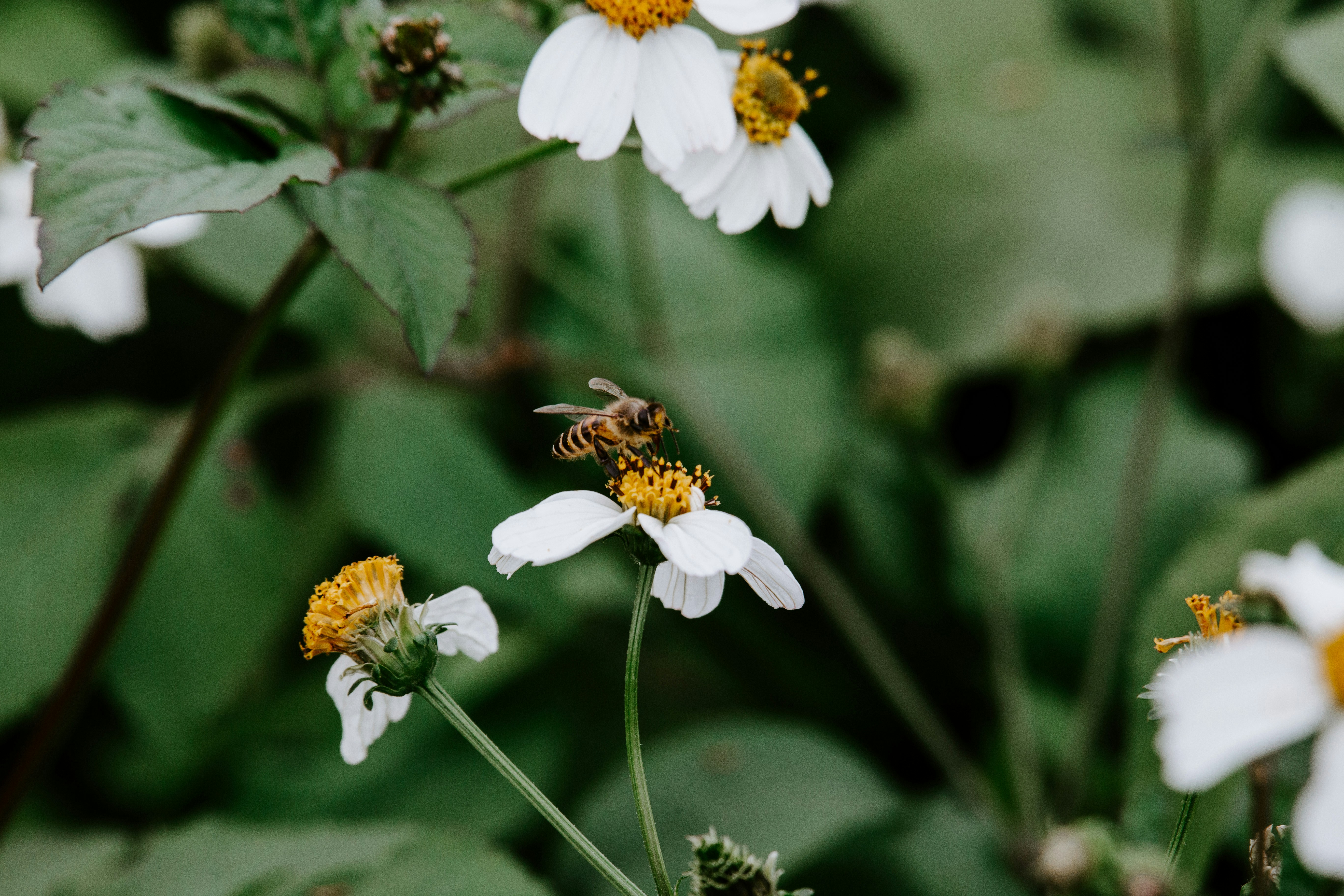 bee perching on white petaled flower