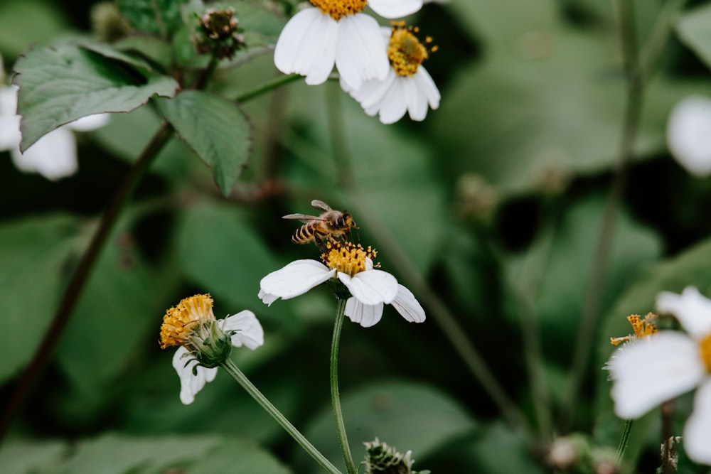 bee perching on white petaled flower