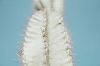 Close-up of a cactus with sharp spines contrasted against a smooth pastel background