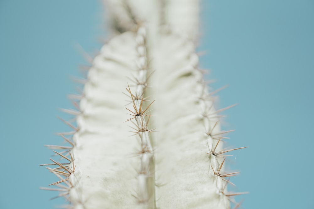 selective-focus photography of cactus