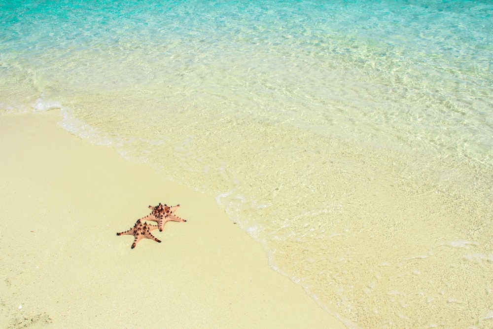 two brown starfish on seashore