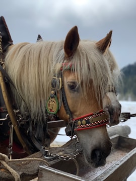 Two horses with light brown coats and long, blonde manes are harnessed and standing close together. They are adorned with ornate headgear that includes decorative straps and medallions. The setting appears to be outdoors in a snowy area, with the faint silhouette of trees in the background.