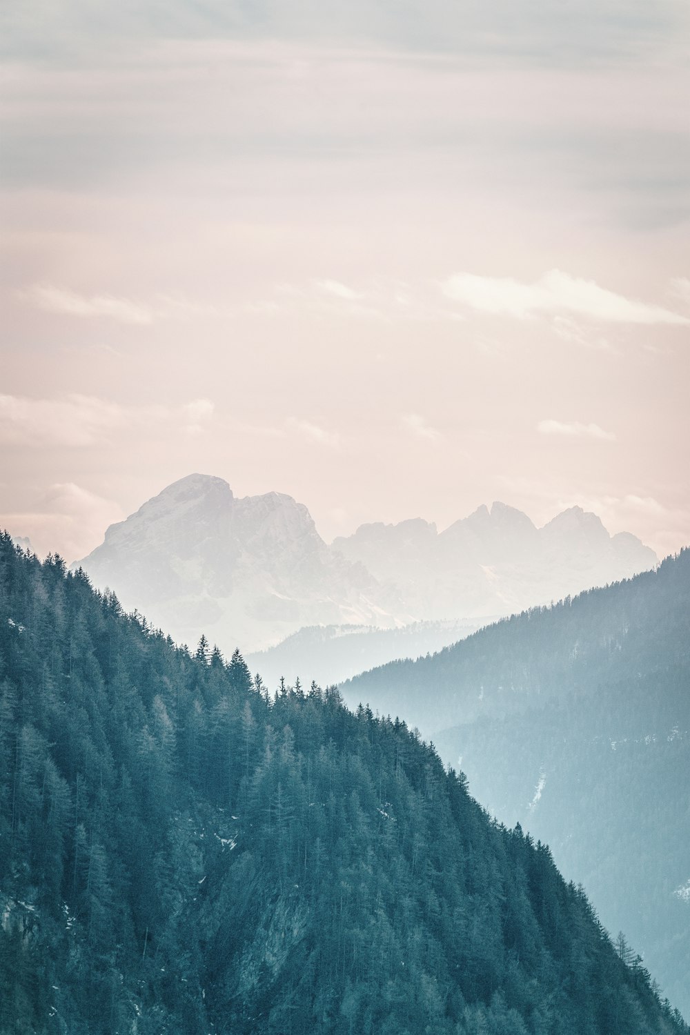 trees in mountain