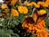 A vibrant butterfly with orange and black wings rests on a bright orange marigold flower, surrounded by lush green leaves. Several other marigold flowers bloom in the background, adding depth and a sense of abundance to the scene.