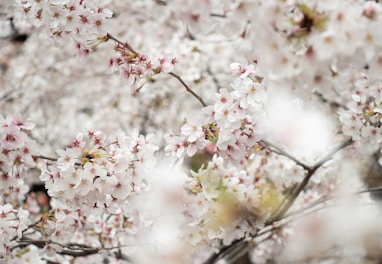 white flowers