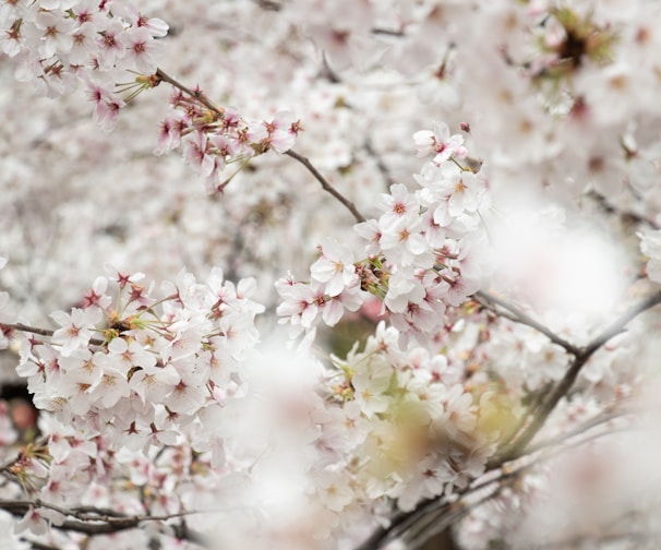 white flowers