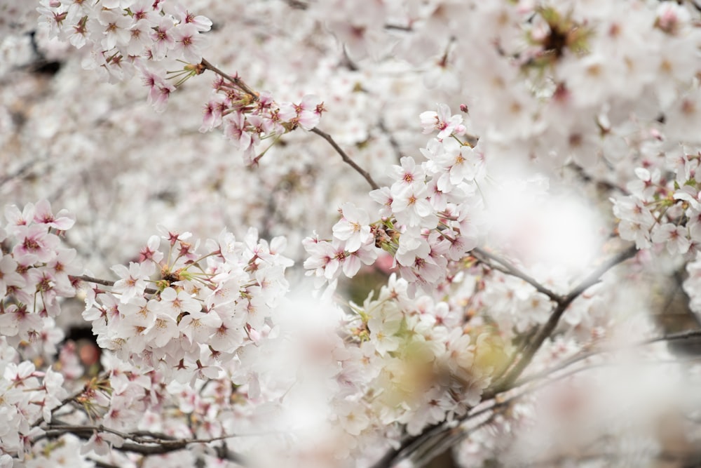 white flowers