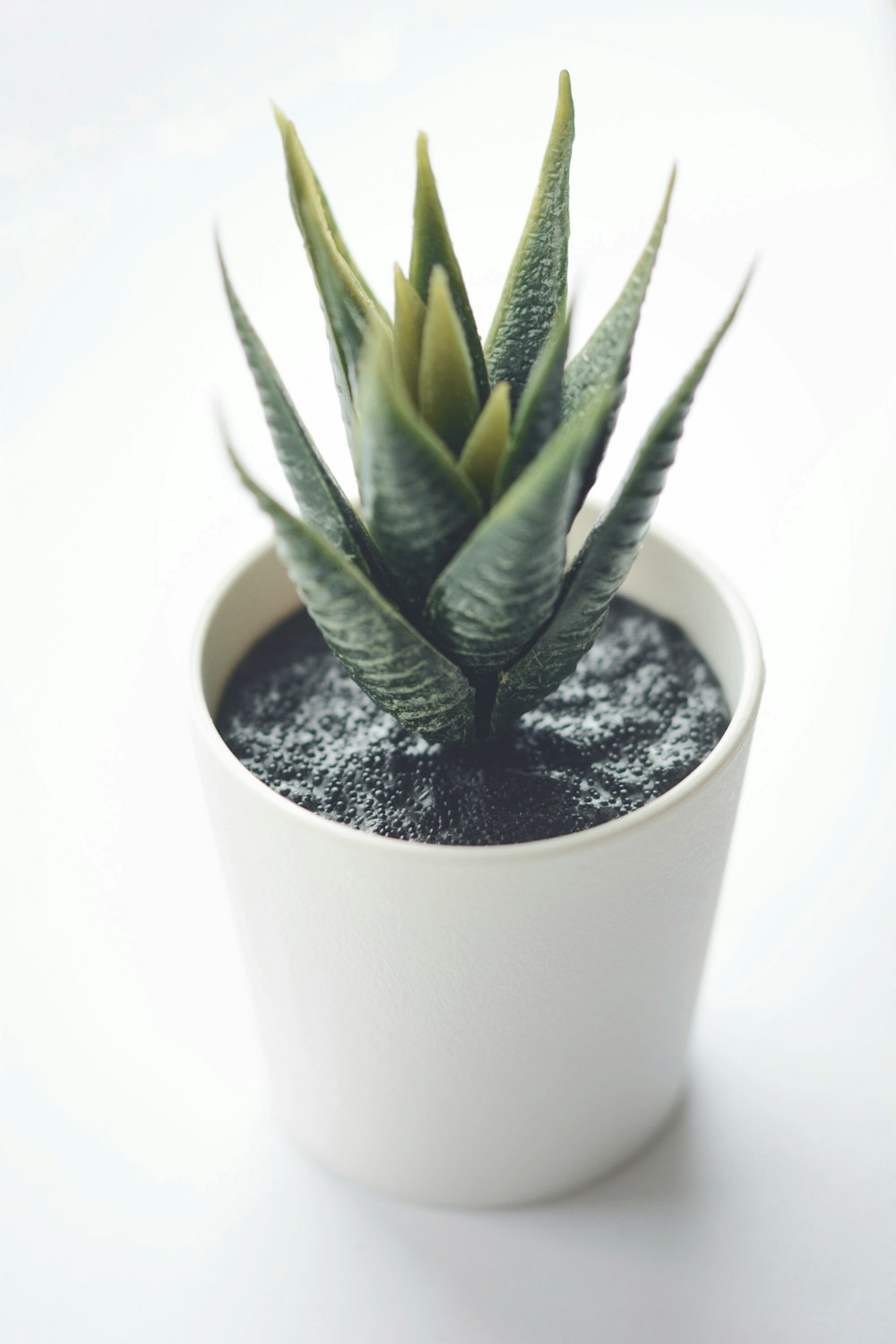 green plant on white pot