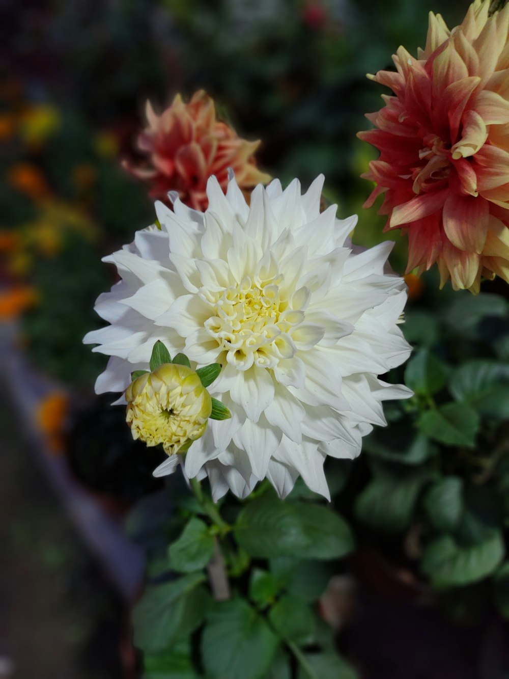 white and orange flowers