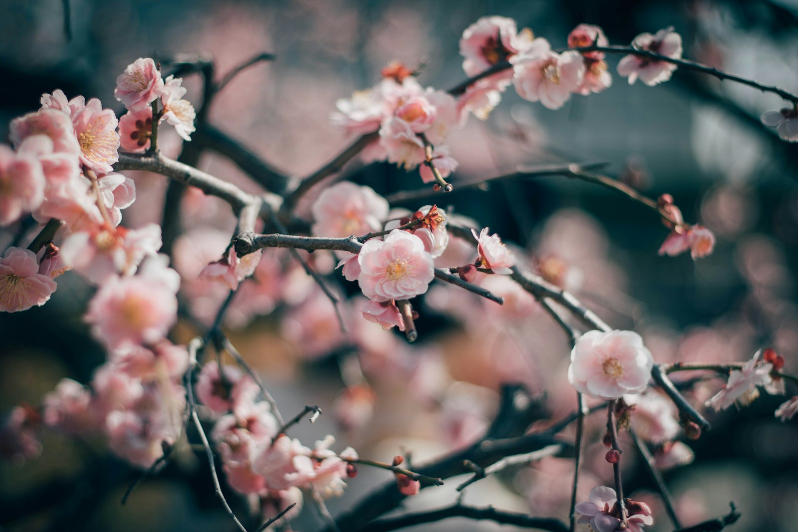 Canon EOS 750D (EOS Rebel T6i / EOS Kiss X8i) + Canon EF 50mm F1.8 II sample photo. Pink plum tree photo photography