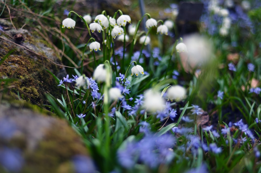 fleur à pétales blancs