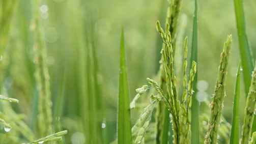 Close-up of drip irrigation equipment in rice paddies.