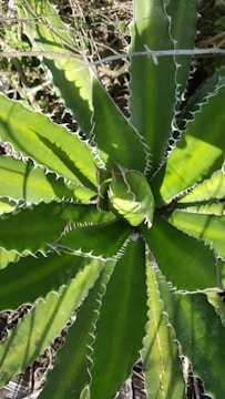 A close-up view of an agave plant with long, pointed leaves that exhibit a vibrant green color. The leaves have a distinct serrated texture along the edges and form a rosette pattern from the center. The plant is surrounded by dry twigs and undergrowth.