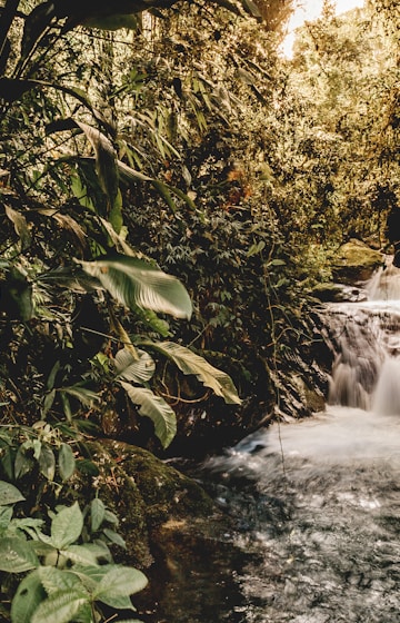 body of water Amazonia rain forests.