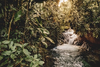 body of water Amazonia rain forests.