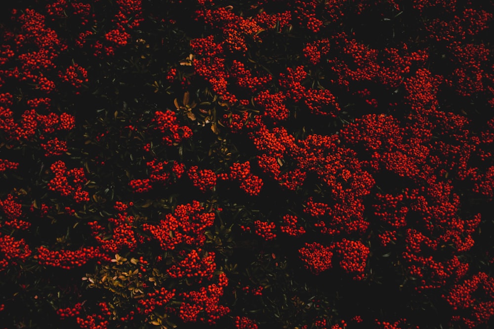 a bunch of red berries that are on a tree