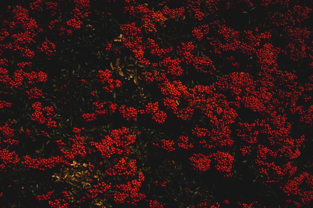 ein Bündel roter Beeren, die auf einem Baum stehen
