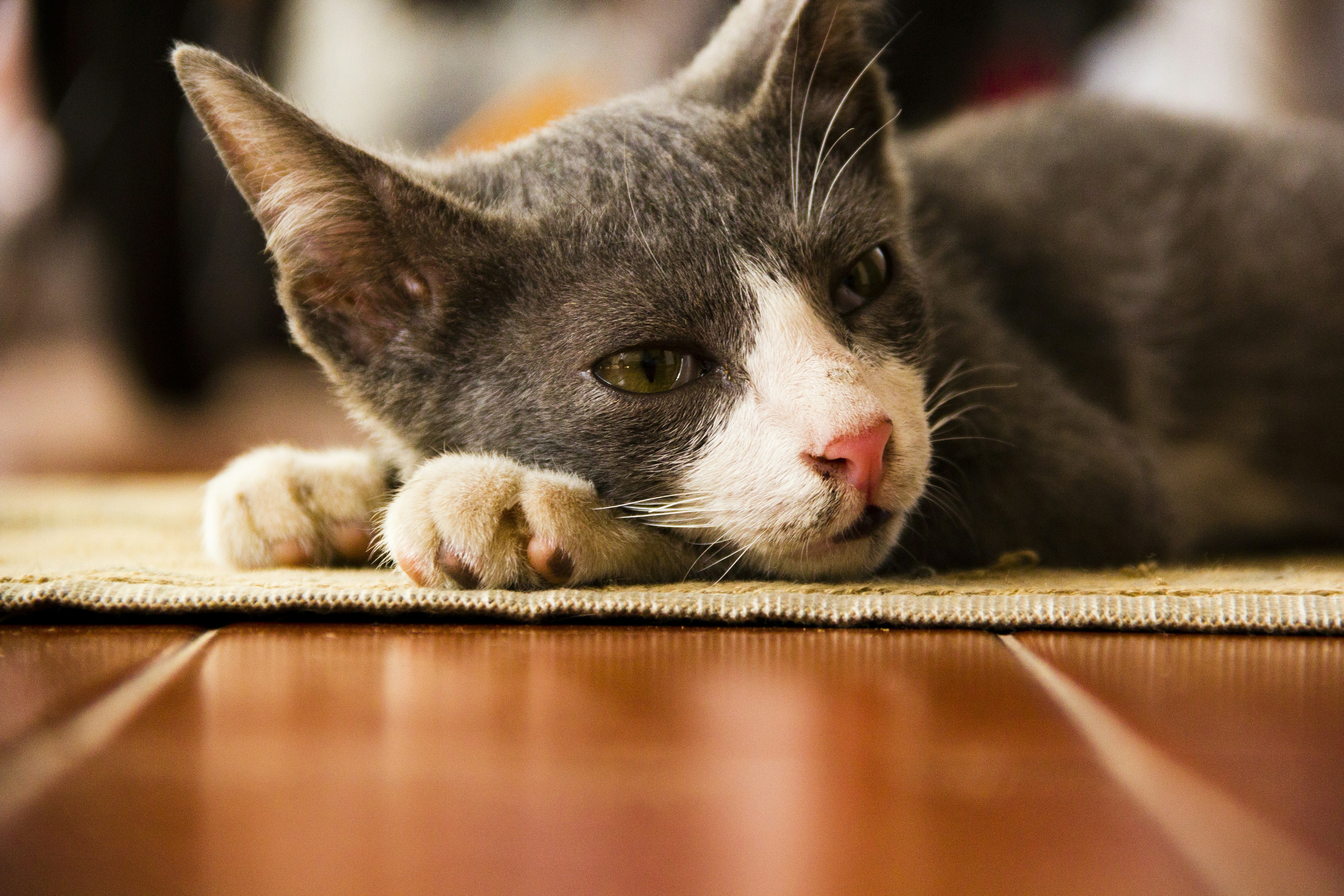 Long Fur White Cat Photo Free Animal Image On Unsplash