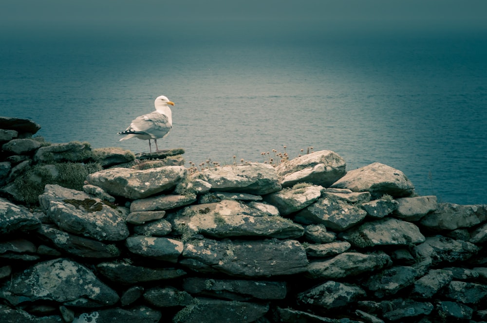 selective focus photography of gull perched on rocks