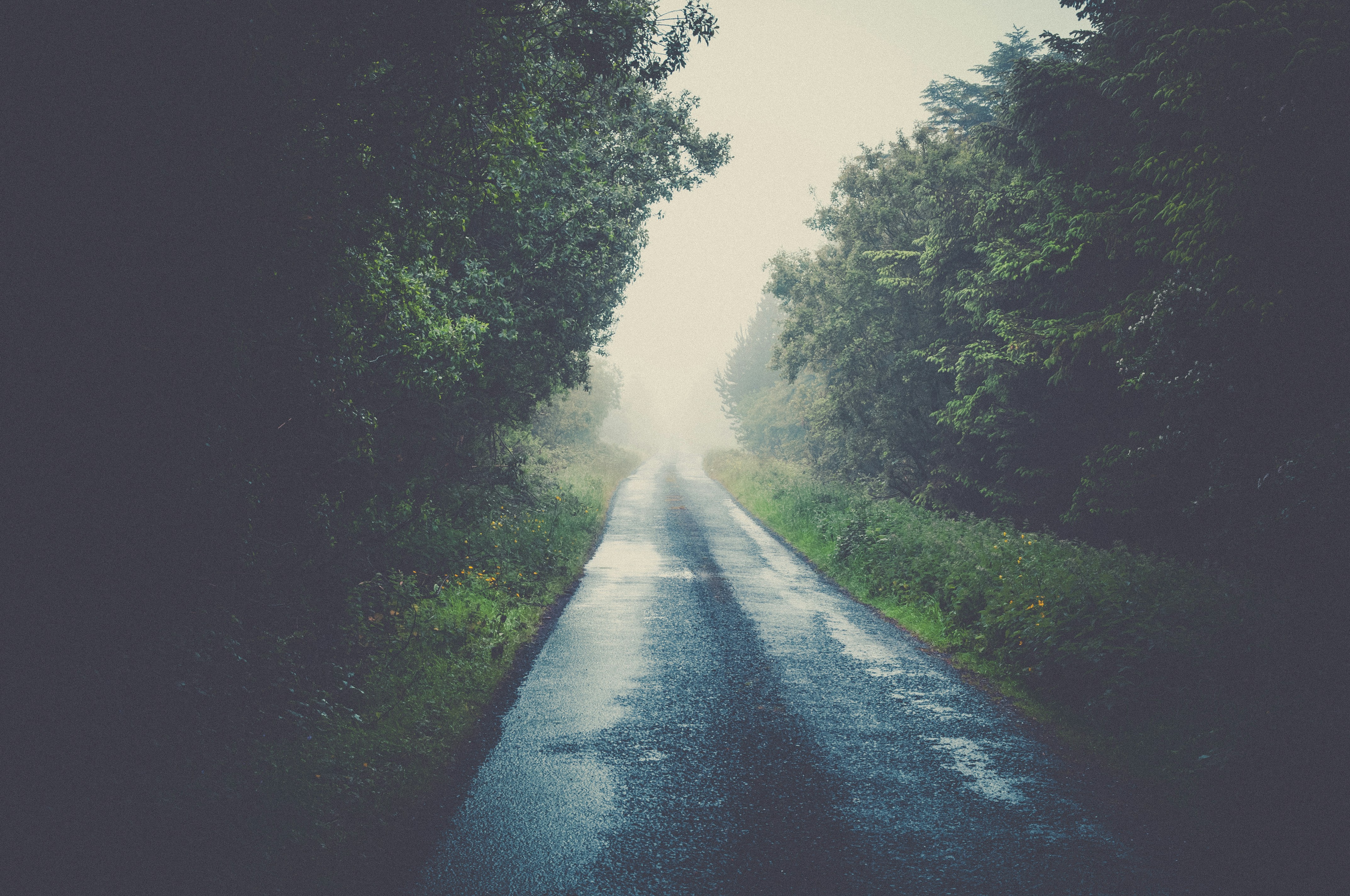 gray concrete road surrounded by trees