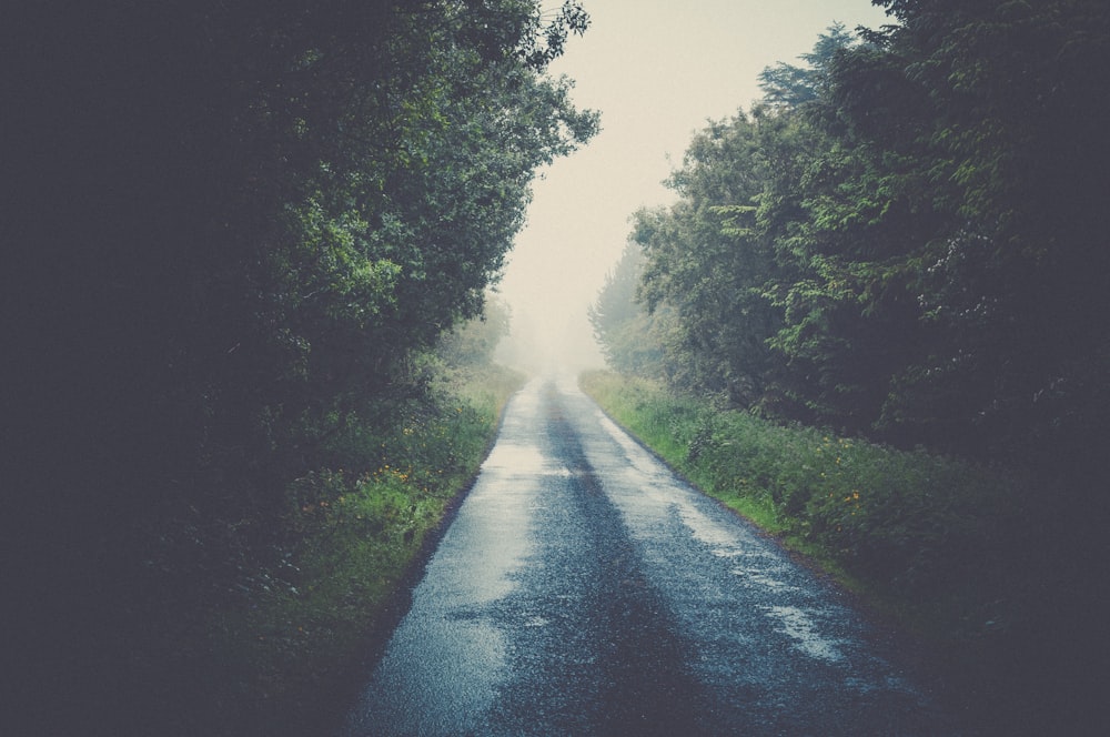 gray concrete road surrounded by trees