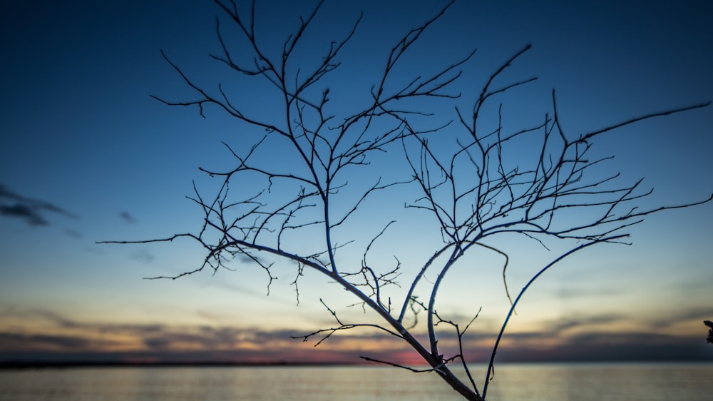 silhouette of tree branch