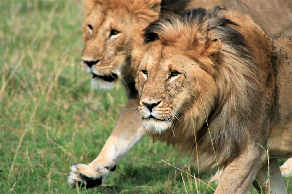 two brown lions during daytime
