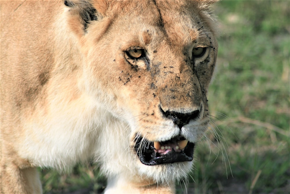 shallow focus photo of brown lioness