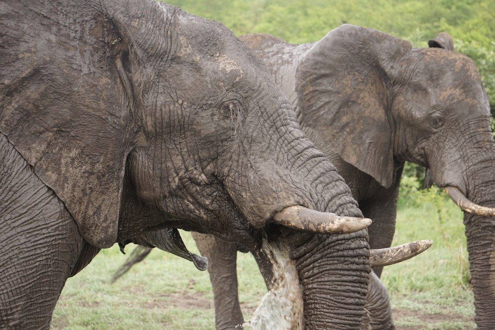 two adult elephants