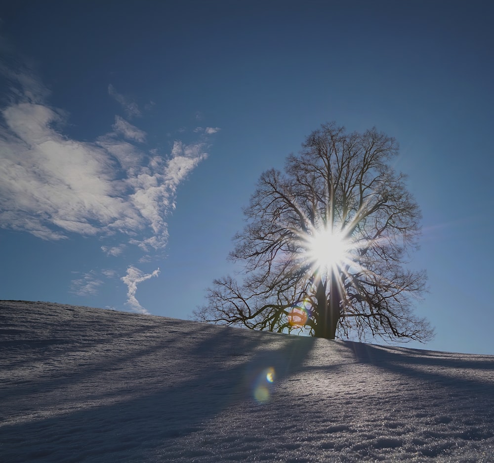 albero spoglio