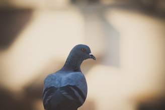 A close-up photo of a beautiful pigeon perched on a wooden fence with soft sunlight in the background.