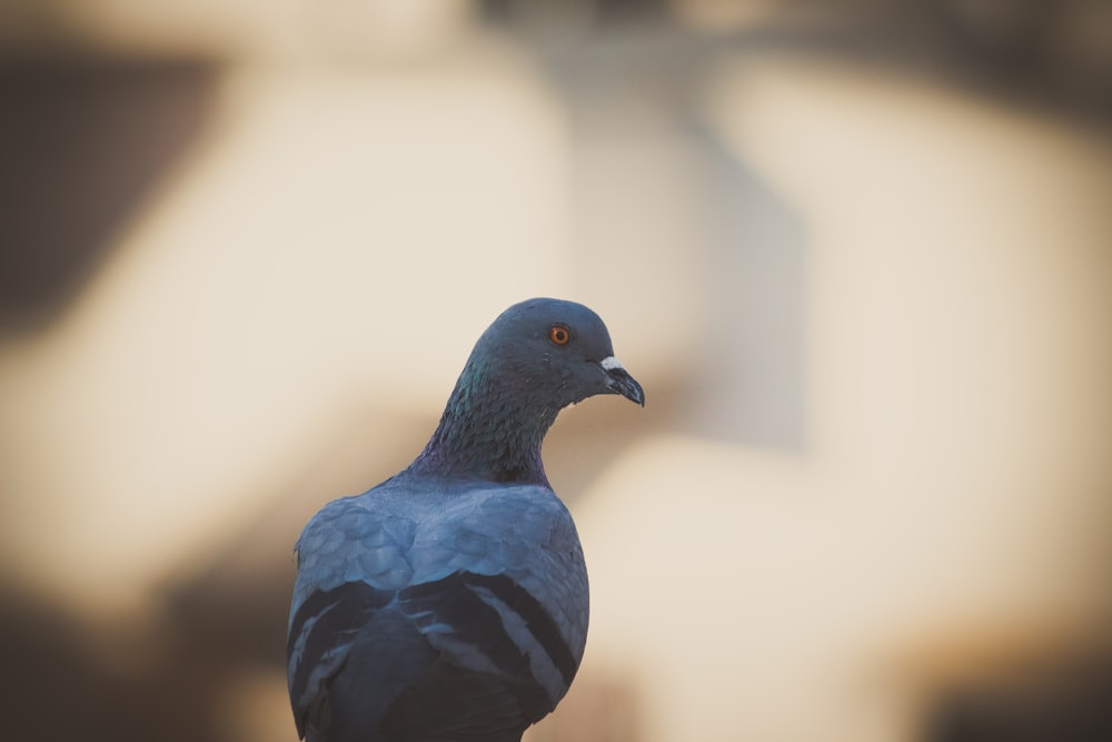 gray pigeon