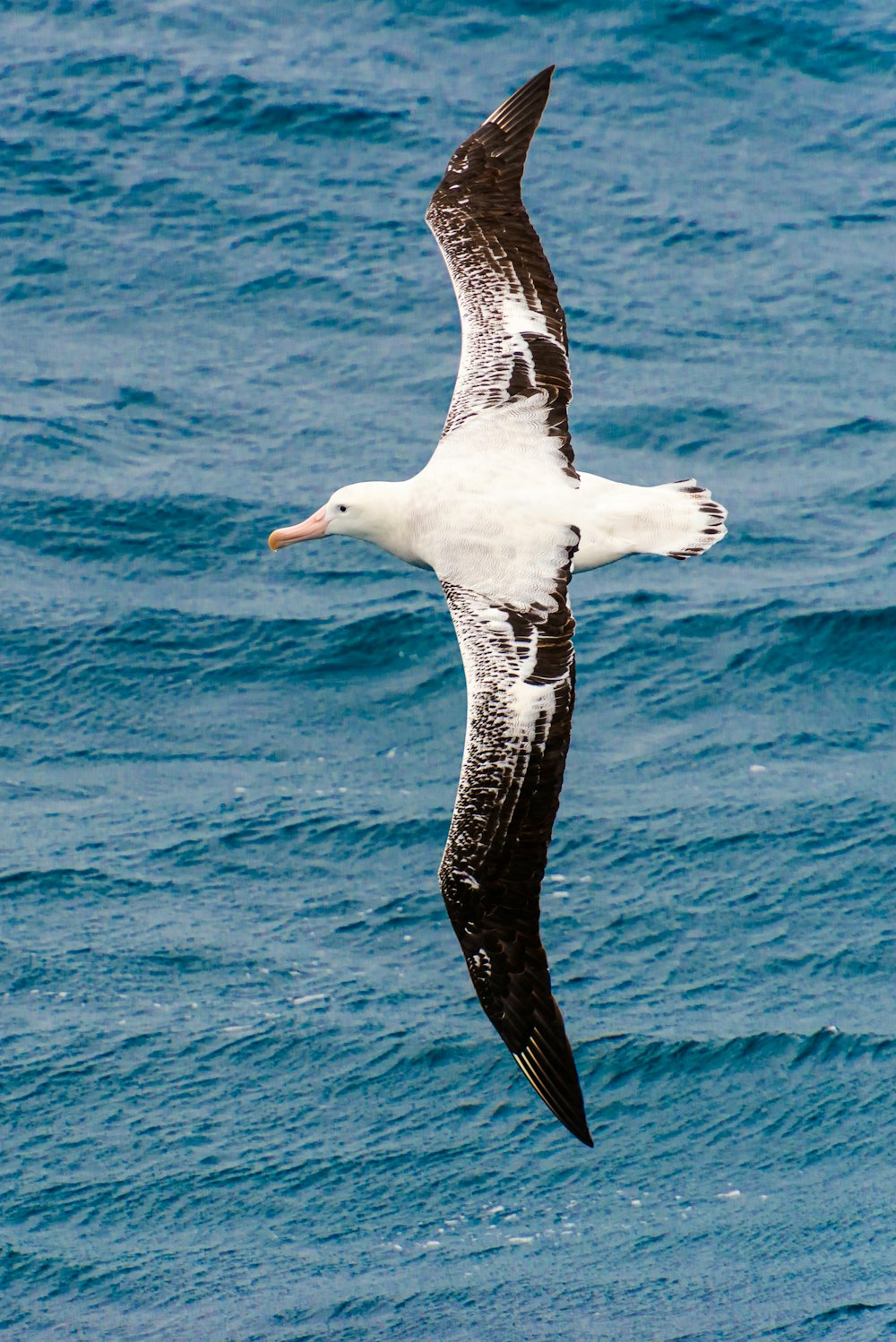 Möwe fliegt über dem Ozean