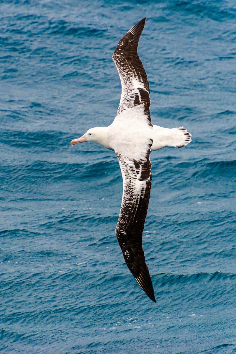 Wandering Albatross (Diomedea exulans)