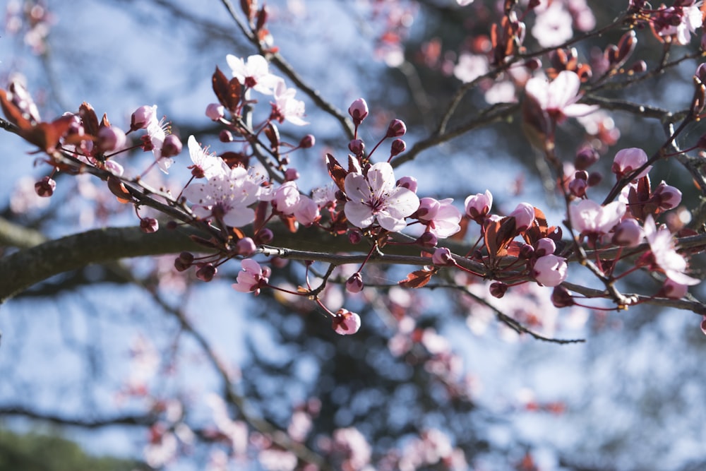 view of pink cherry blossoms