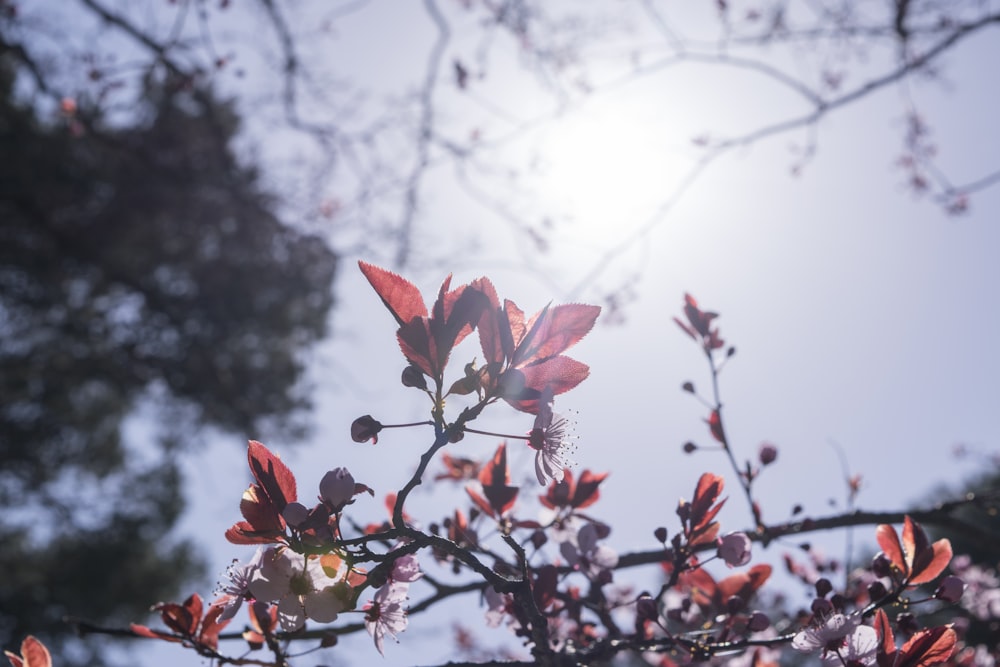 rotblättrige Blüten tagsüber