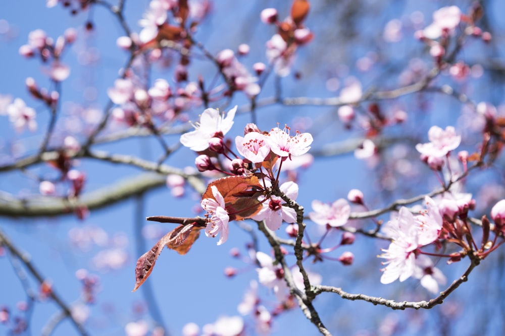 pin blossom tree