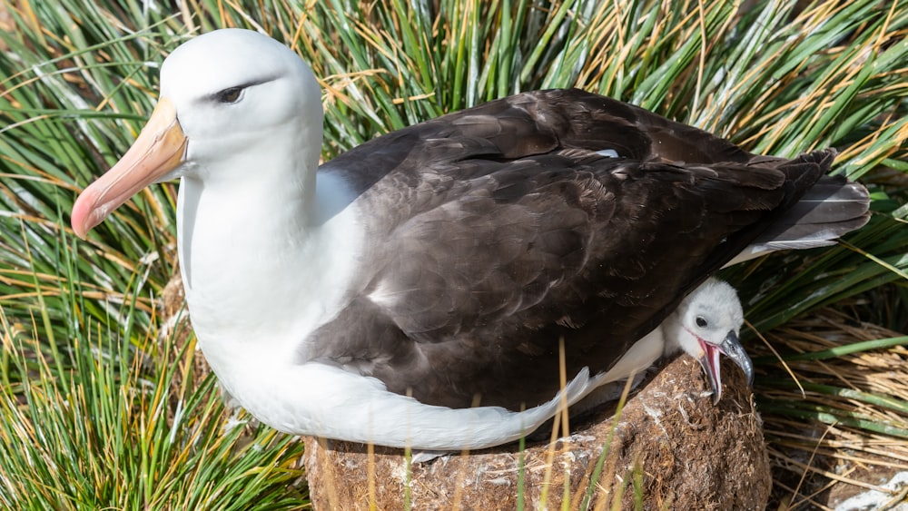 gaviota en la roca