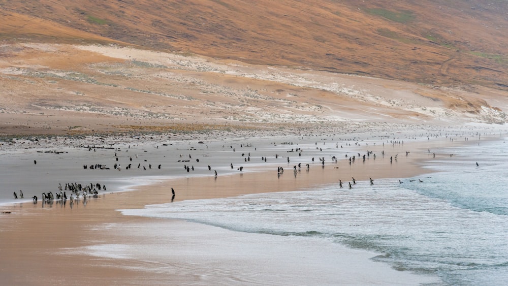 birds on seashore during daytime