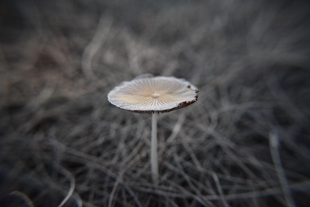 brown mushroom