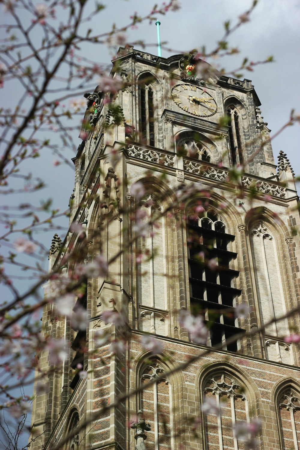 view of clock tower from flowering tree