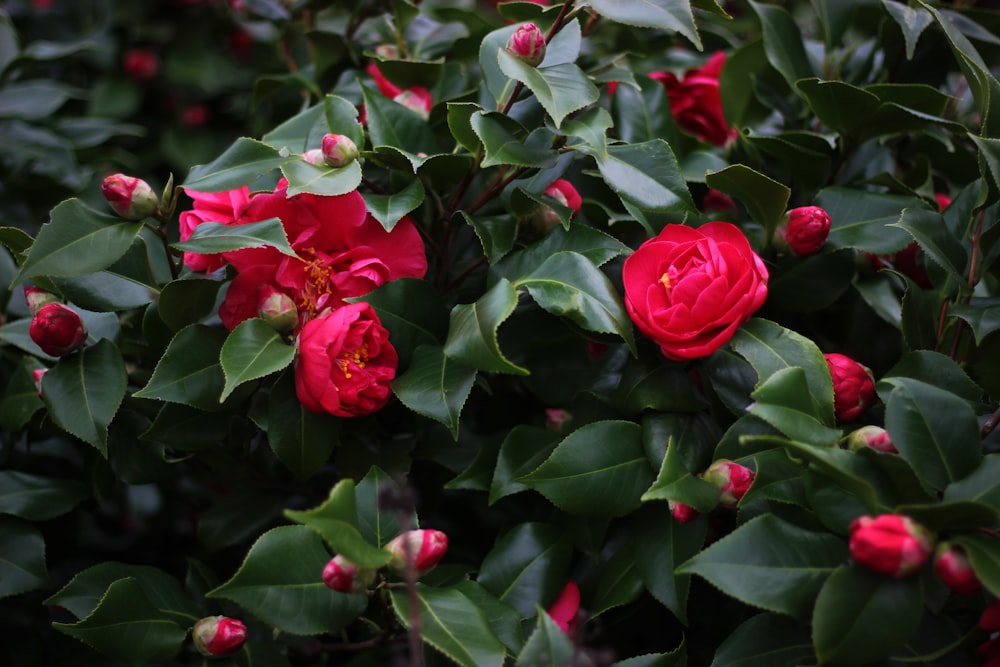 red rose flowers