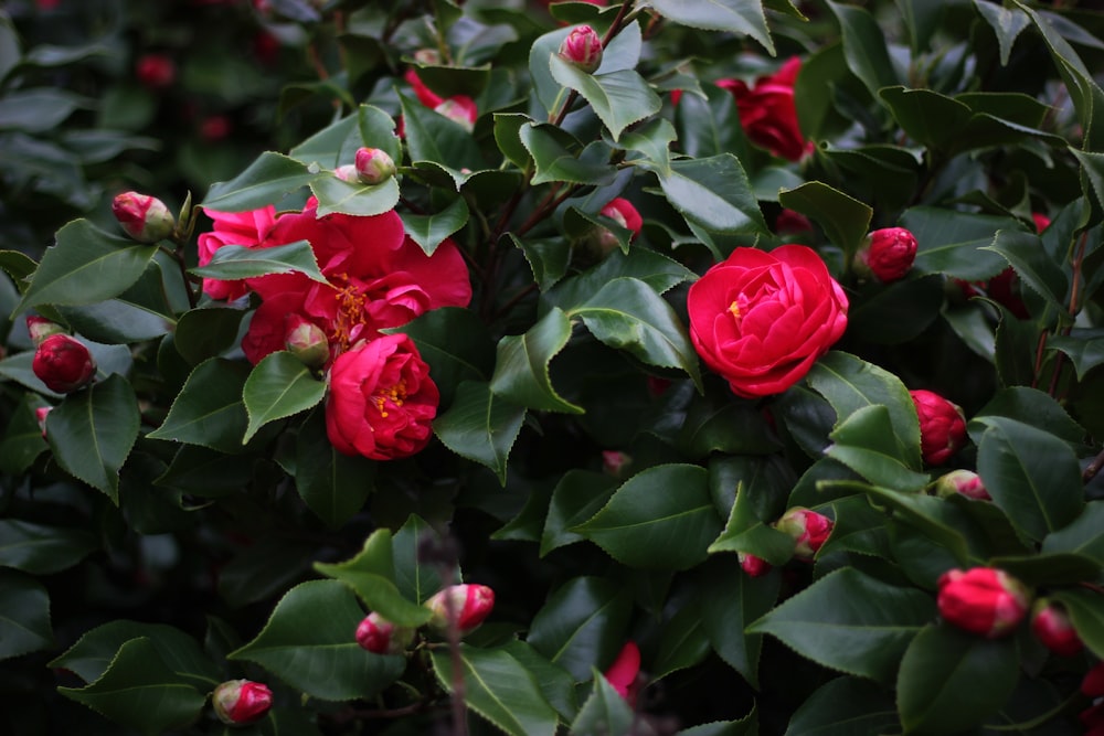 Blüten der roten Rose