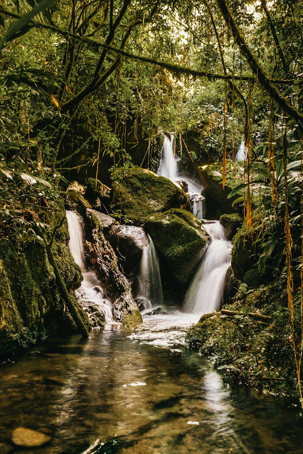 river flowing on forest